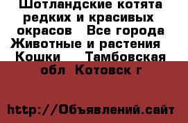 Шотландские котята редких и красивых  окрасов - Все города Животные и растения » Кошки   . Тамбовская обл.,Котовск г.